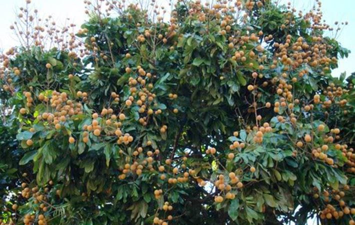 Vườn nhãn cổ Bạc Liêu: