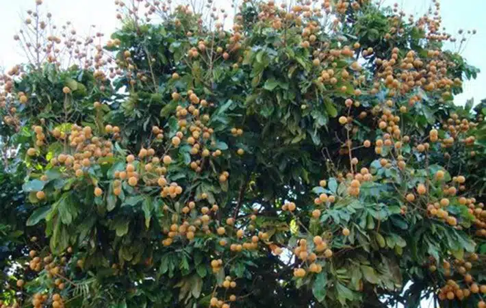 Vườn nhãn cổ Bạc Liêu: