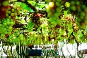 Thuê xe 4 chỗ đi Phan Rang