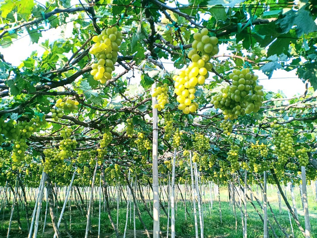 Vườn nho Ba Mọi – Thái An