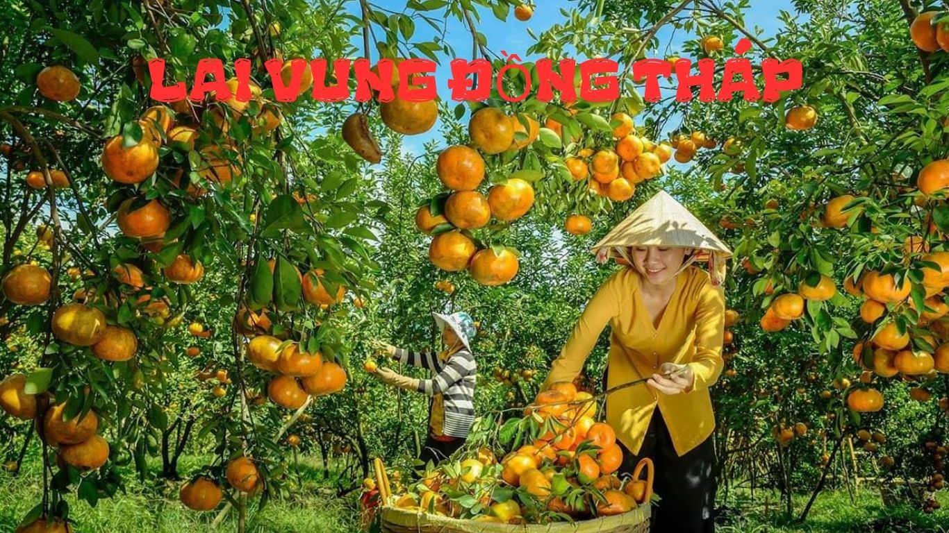 LAI VUNG ĐỒNG THÁP