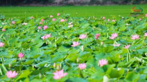 Thuê xe đi Hồng Ngự Đồng Tháp