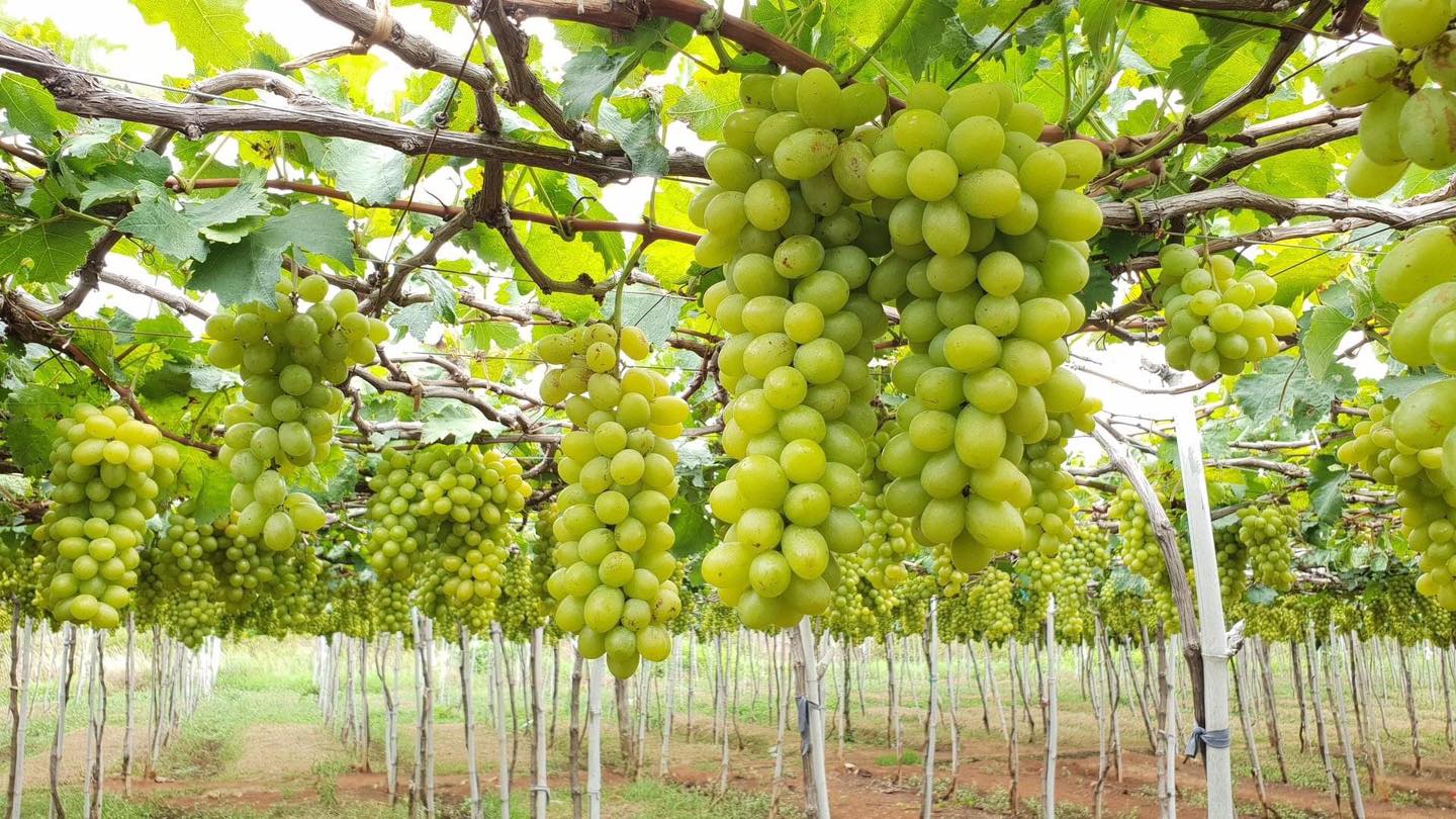 Vườn Nho Thái An – Ba Mọi