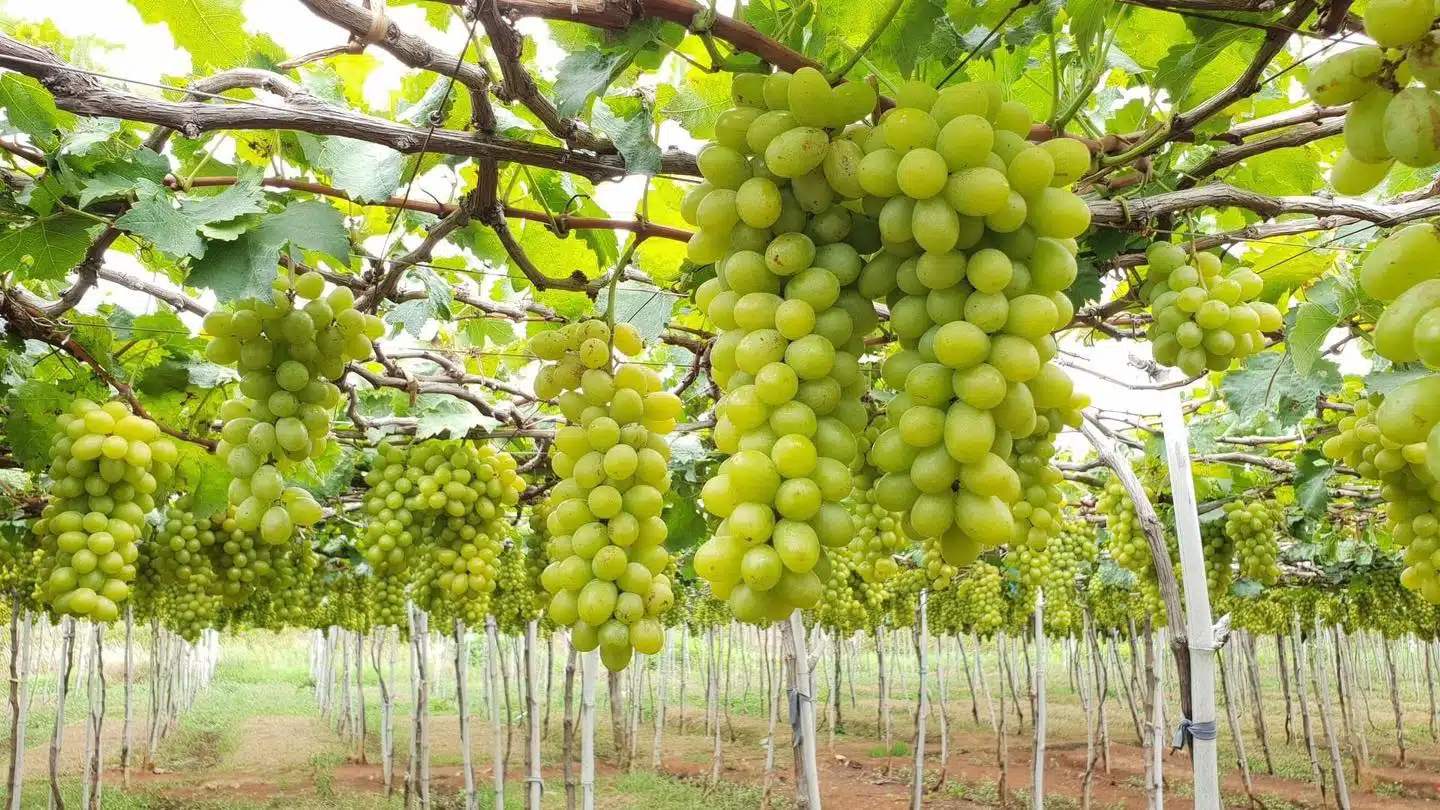 Vườn Nho Thái An – Ba Mọi