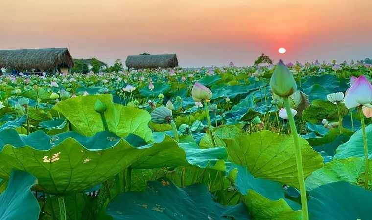 Đồng Sen Đồng Tháp